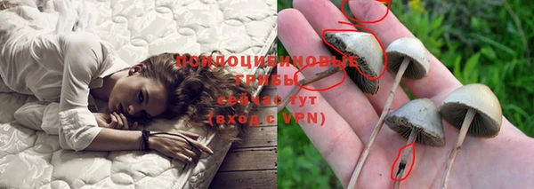 крисы Бородино
